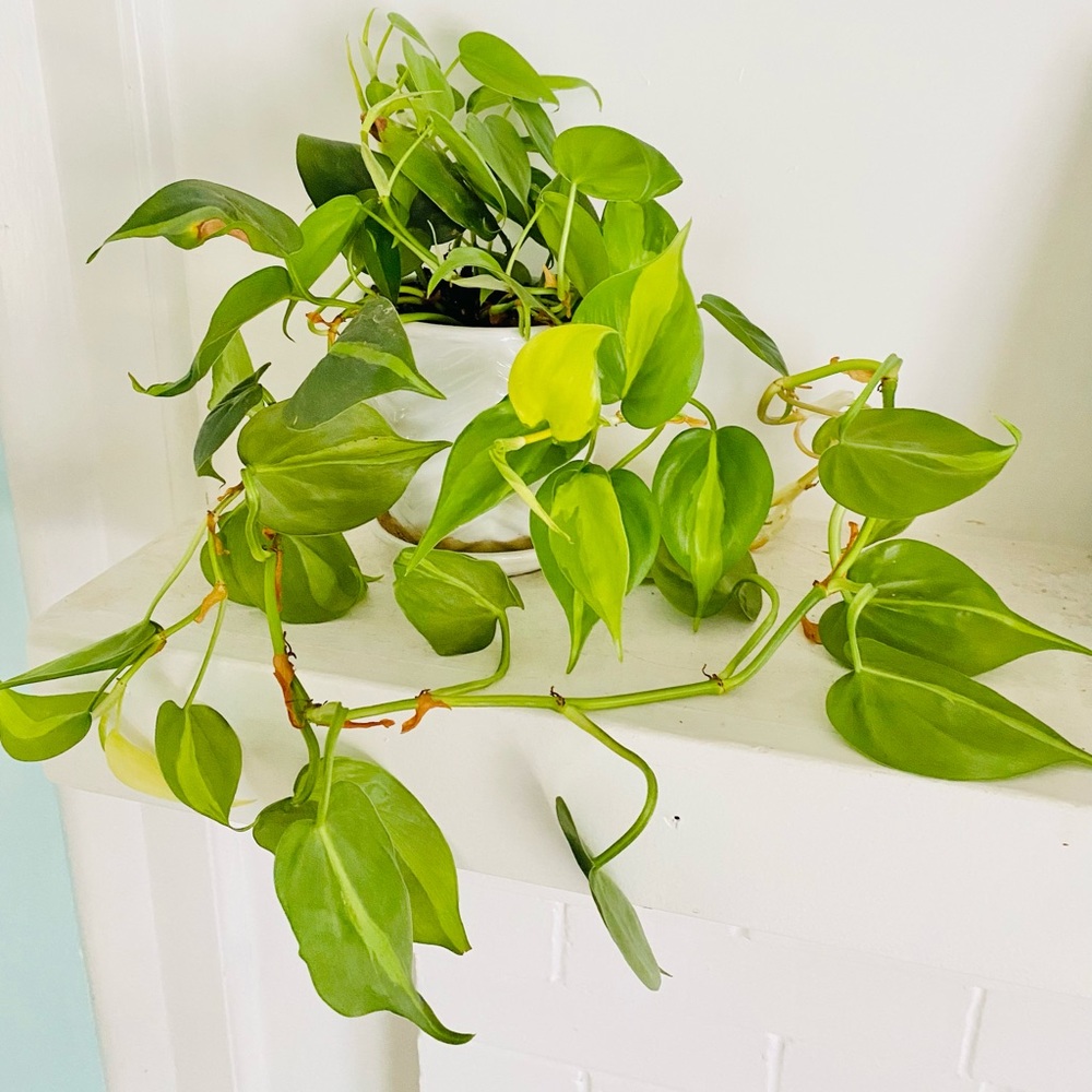 Philodendron Brazil
